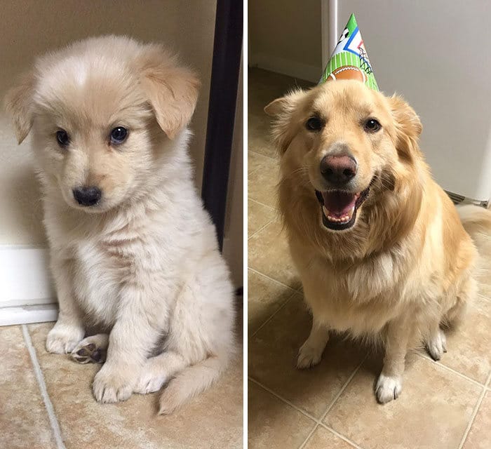 40 adoráveis ​​cães antes e depois de crescer 24