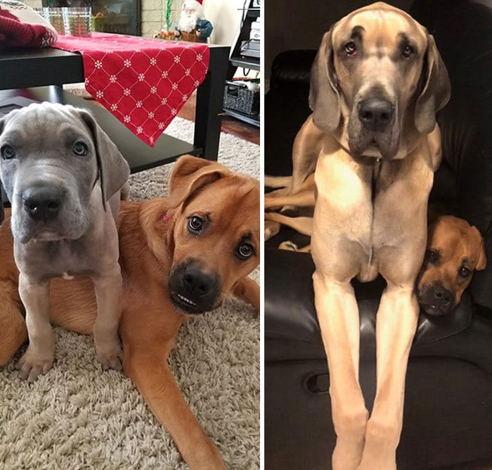 40 adoráveis ​​cães antes e depois de crescer 26