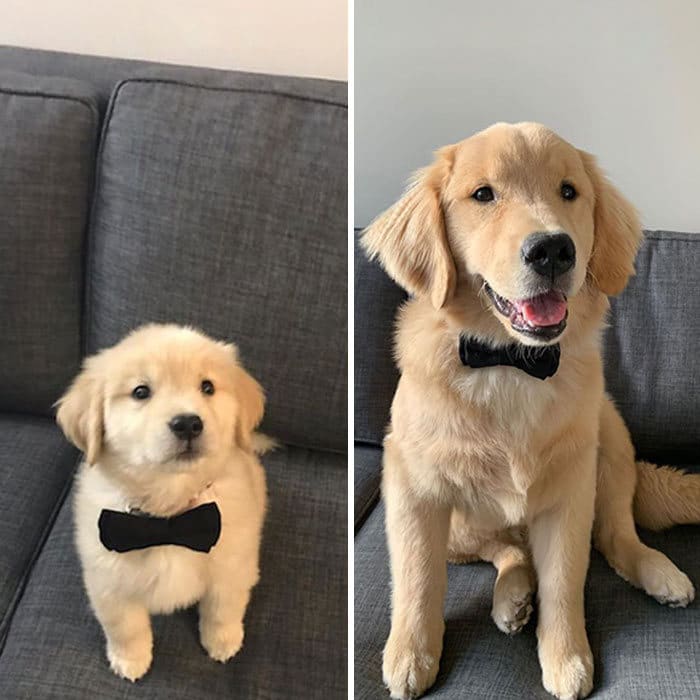 40 adoráveis ​​cães antes e depois de crescer 27