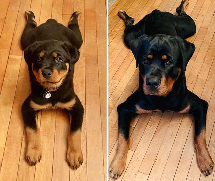 40 adoráveis ​​cães antes e depois de crescer 29