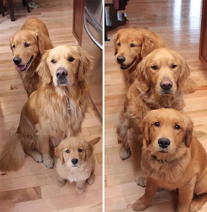 40 adoráveis ​​cães antes e depois de crescer 30