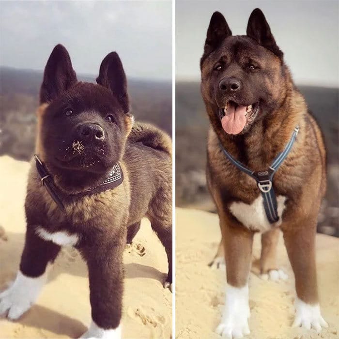 40 adoráveis ​​cães antes e depois de crescer 32