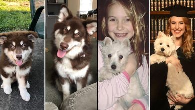 40 adoráveis ​​cães antes e depois de crescer 48