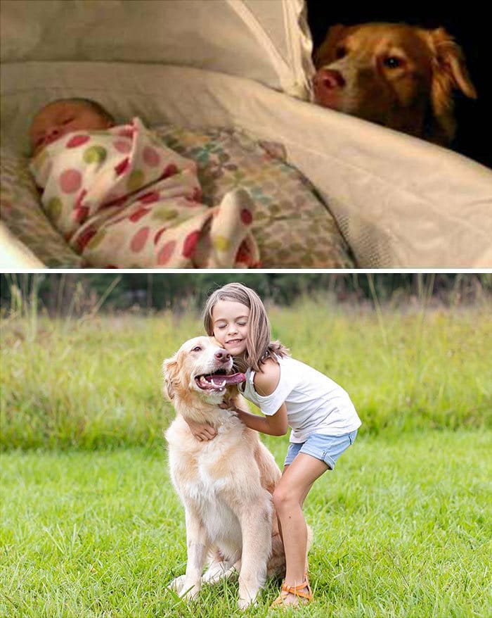 40 adoráveis ​​cães antes e depois de crescer 40