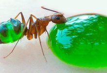 11 insetos saborosos que você pode comer 36