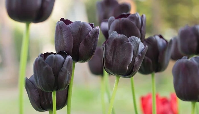 6 flores negras que são lindas e misteriosas 4