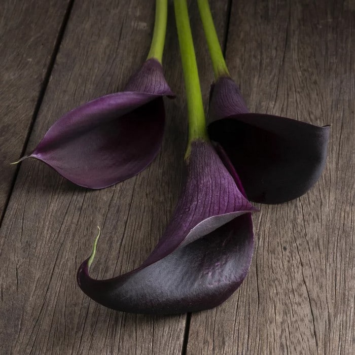 6 flores negras que são lindas e misteriosas 5