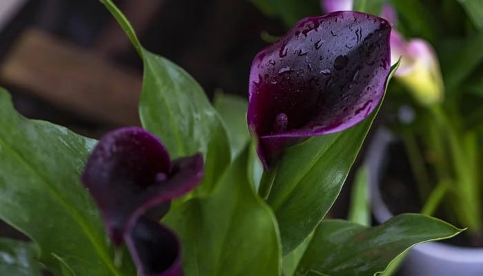 6 flores negras que são lindas e misteriosas 6