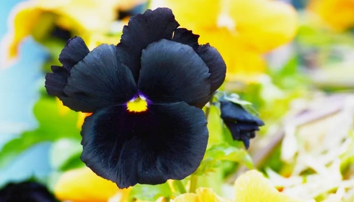 6 flores negras que são lindas e misteriosas 7