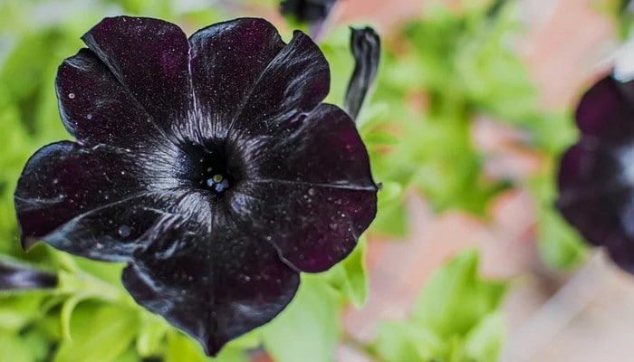 6 flores negras que são lindas e misteriosas 8