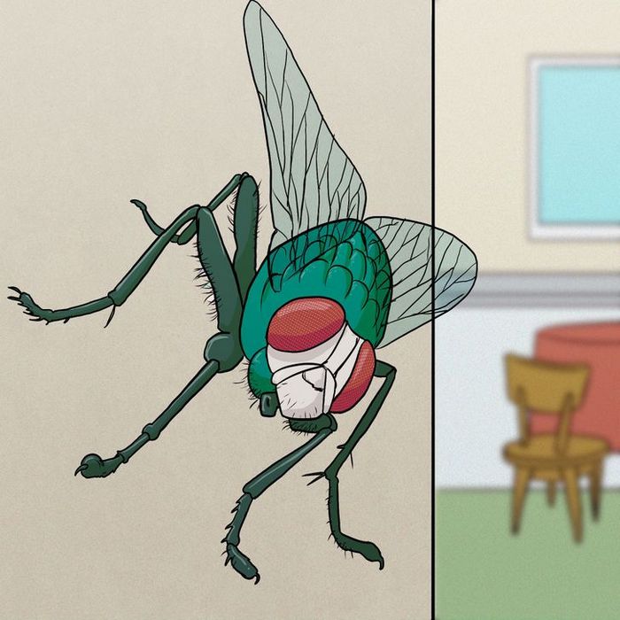 11 fatos sobre moscas que apostamos que você não sabia 9