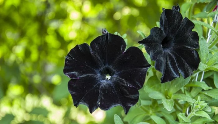 6 flores negras que são lindas e misteriosas 9