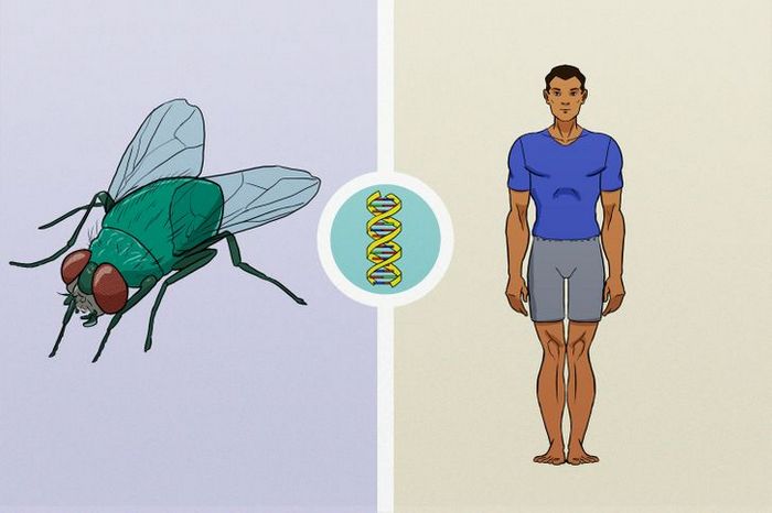 11 fatos sobre moscas que apostamos que você não sabia 10