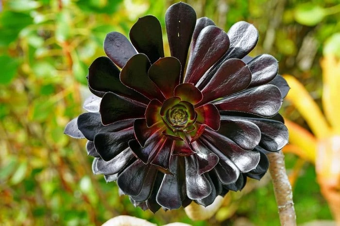 6 flores negras que são lindas e misteriosas 12
