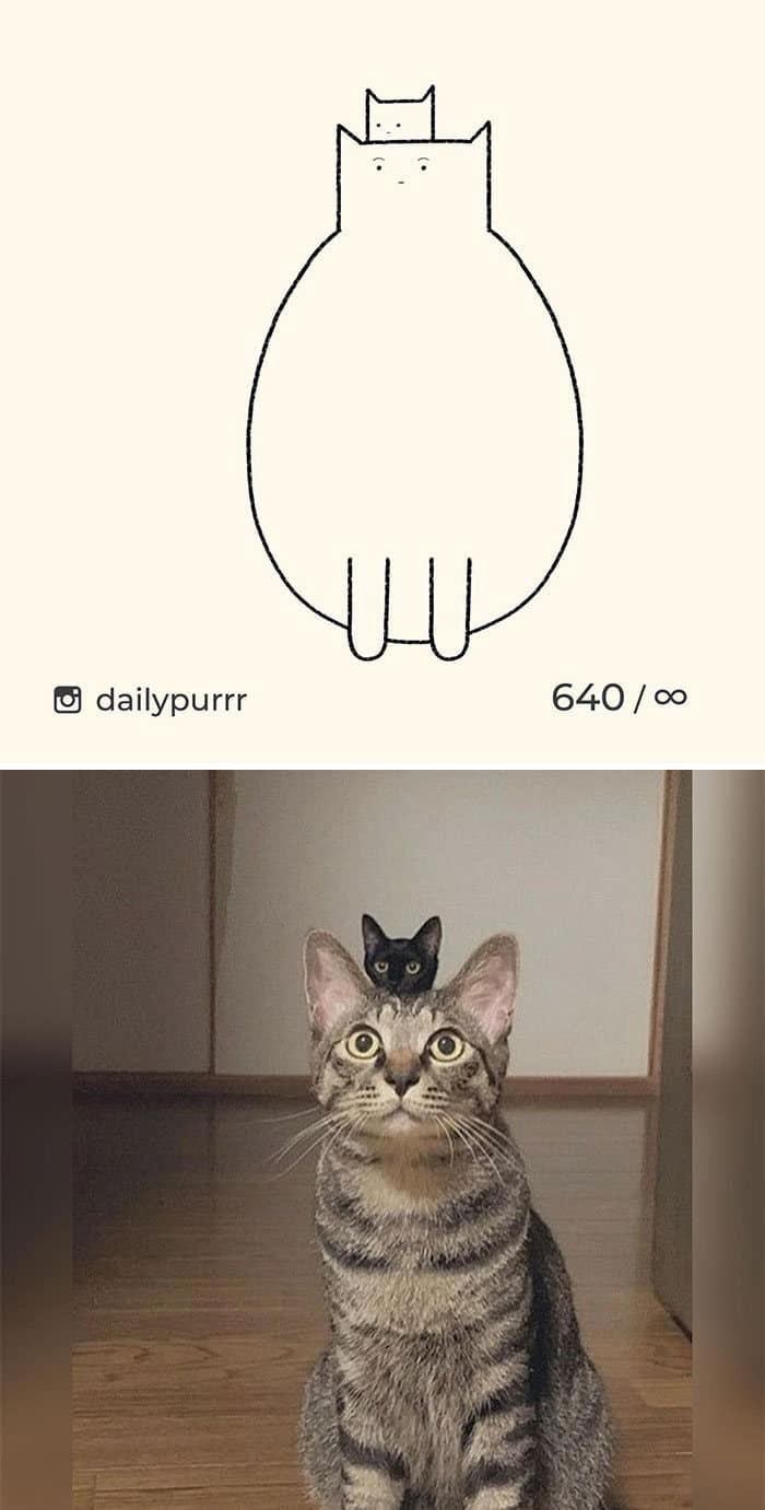 Aqui estão meus 40 novos desenhos de gatos bobos para fazer você rir 4