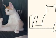 Aqui estão meus 40 novos desenhos de gatos bobos para fazer você rir 9