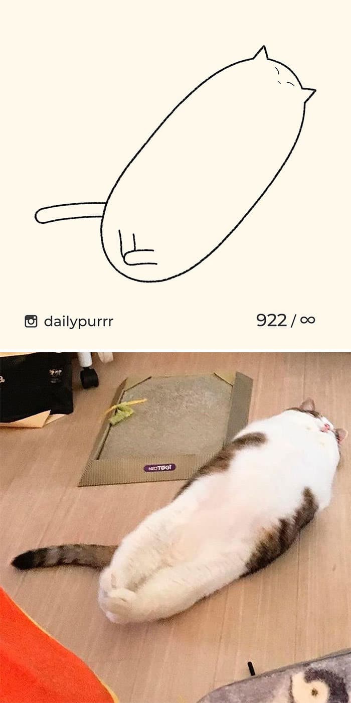 Aqui estão meus 40 novos desenhos de gatos bobos para fazer você rir 23