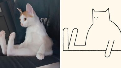 Aqui estão meus 40 novos desenhos de gatos bobos para fazer você rir 22