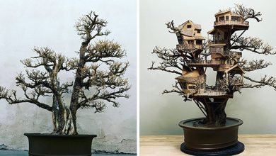 24 fantásticas casas na árvore de bonsai 16