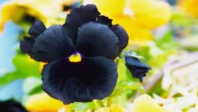 6 flores negras que são lindas e misteriosas 6