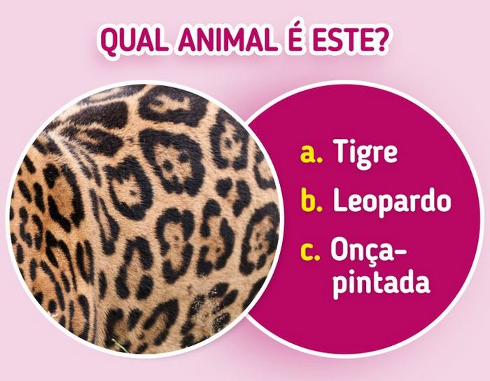 Quiz: Descubra o animal olhando apenas para algumas manchas 9