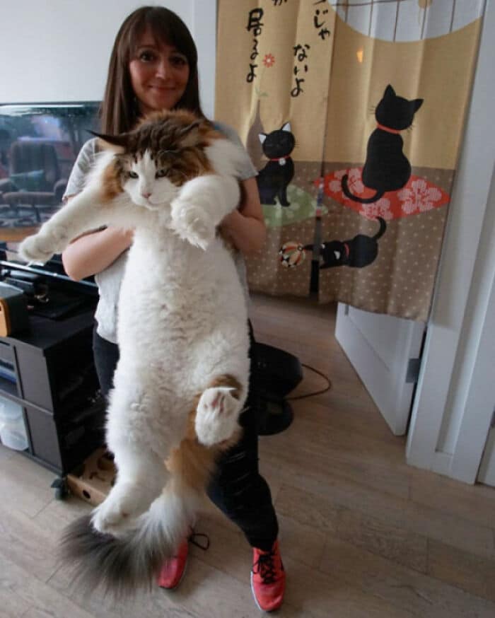 47 fotos de gatos grandes, mostrando como são gigantes 6