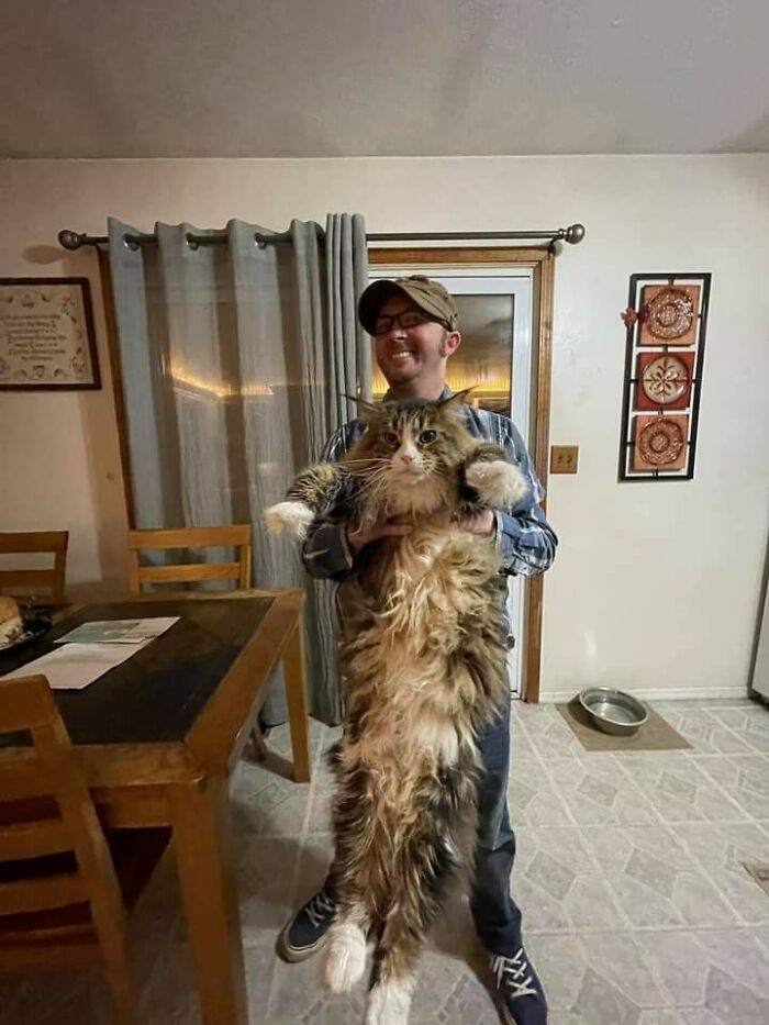 47 fotos de gatos grandes, mostrando como são gigantes 9