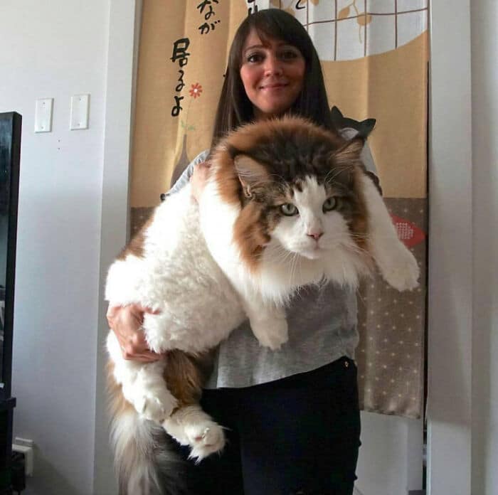 47 fotos de gatos grandes, mostrando como são gigantes 10