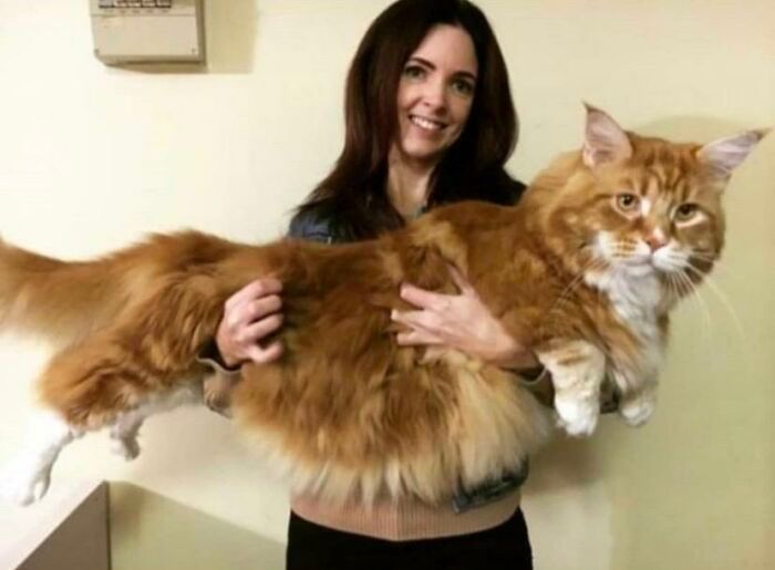 47 fotos de gatos grandes, mostrando como são gigantes 26