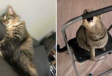 38 fotos engraçadas de gatos com defeito 36