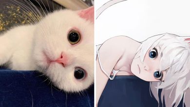 Artista japonês transforma 6 gatos em adoráveis ​​garotas de anime 17