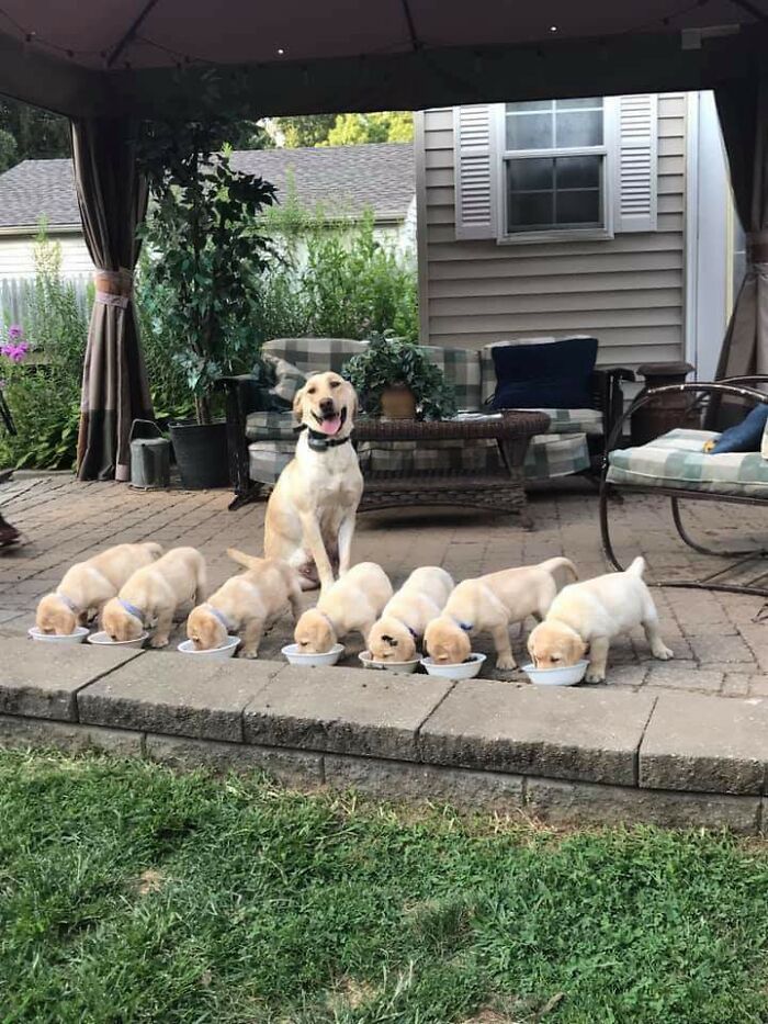 44 cachorros orgulhosos com seus filhotes 6