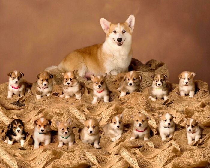 44 cachorros orgulhosos com seus filhotes 7