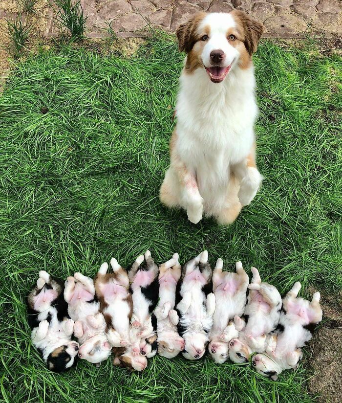 44 cachorros orgulhosos com seus filhotes 25