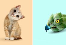 Esta agência de design transforma animais, plantas e outras coisas em imagens surreais usando o Photoshop (48 fotos) 28