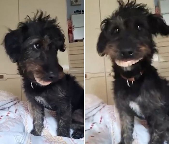 57 fotos hilárias de cachorro para colocar um sorriso em seu rosto 4