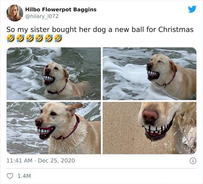 57 fotos hilárias de cachorro para colocar um sorriso em seu rosto 51