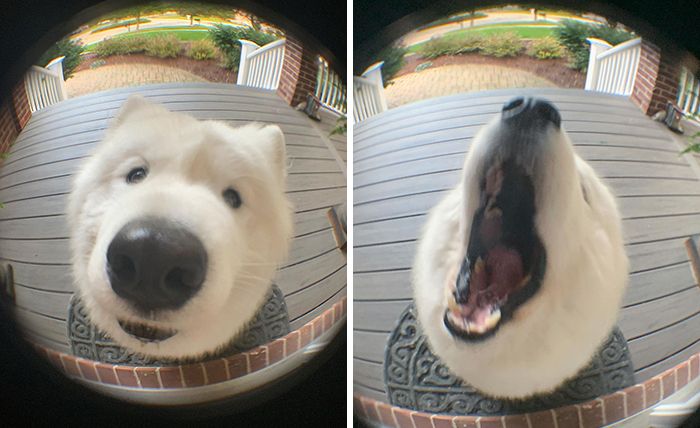 57 fotos hilárias de cachorro para colocar um sorriso em seu rosto 52