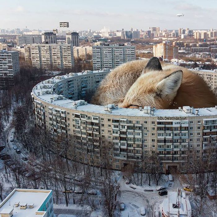30 montagem de fotos inesperadas com animais gigantes por Vadim Solovyev 30