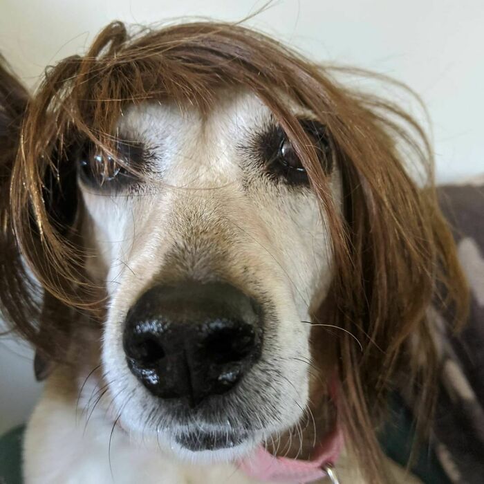 38 pessoas estão compartilhando fotos de seus cães usando perucas 7