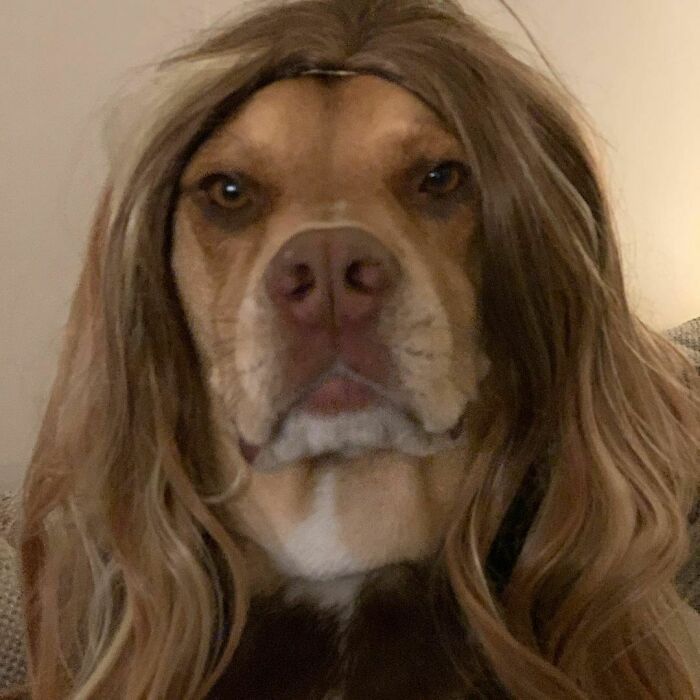 38 pessoas estão compartilhando fotos de seus cães usando perucas 13