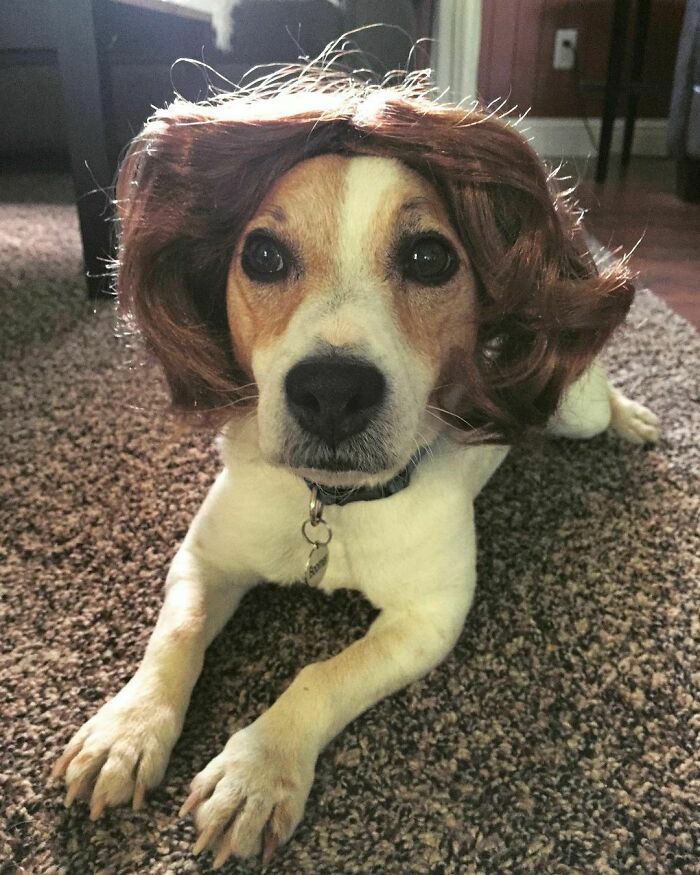 38 pessoas estão compartilhando fotos de seus cães usando perucas 17