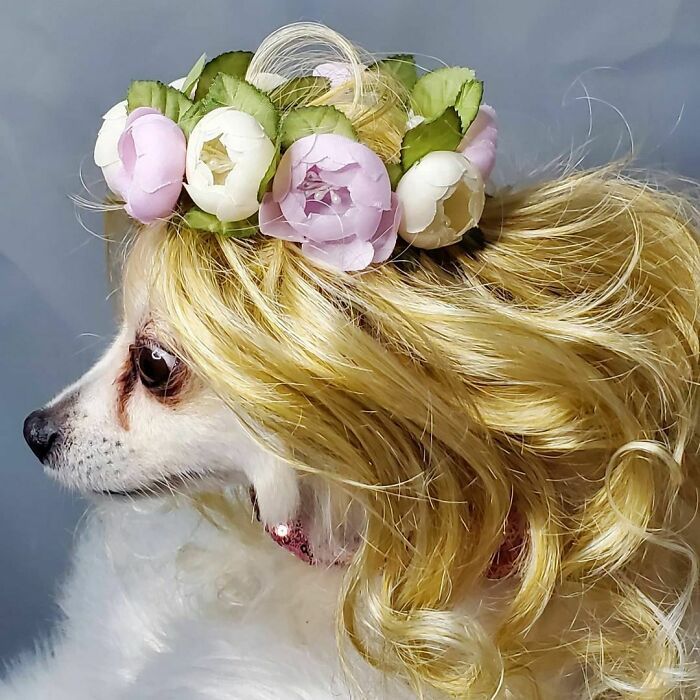 38 pessoas estão compartilhando fotos de seus cães usando perucas 18