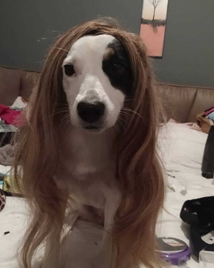 38 pessoas estão compartilhando fotos de seus cães usando perucas 19