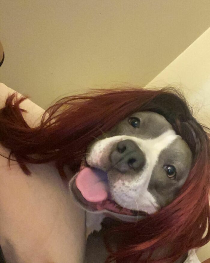 38 pessoas estão compartilhando fotos de seus cães usando perucas 25
