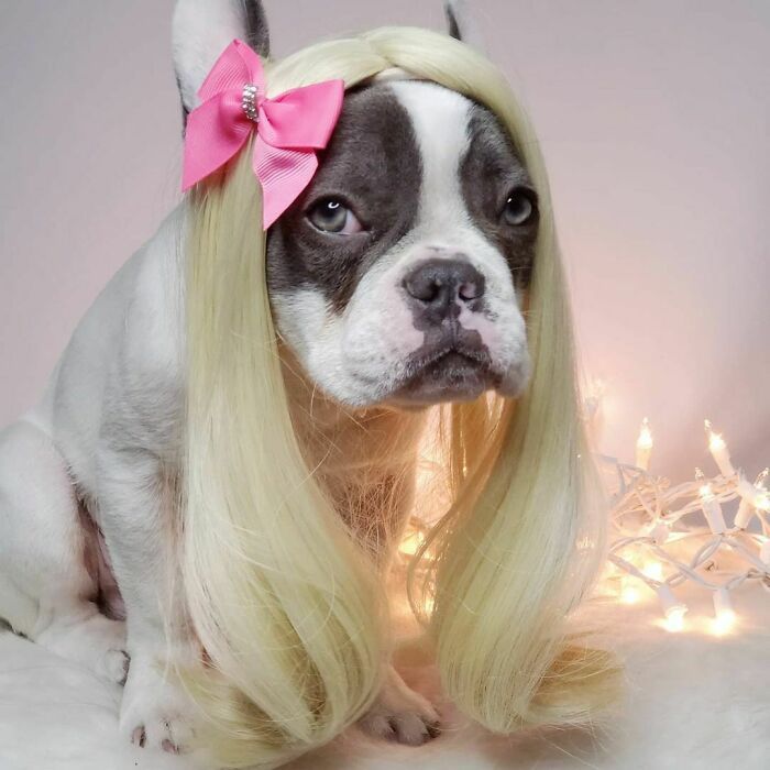38 pessoas estão compartilhando fotos de seus cães usando perucas 29