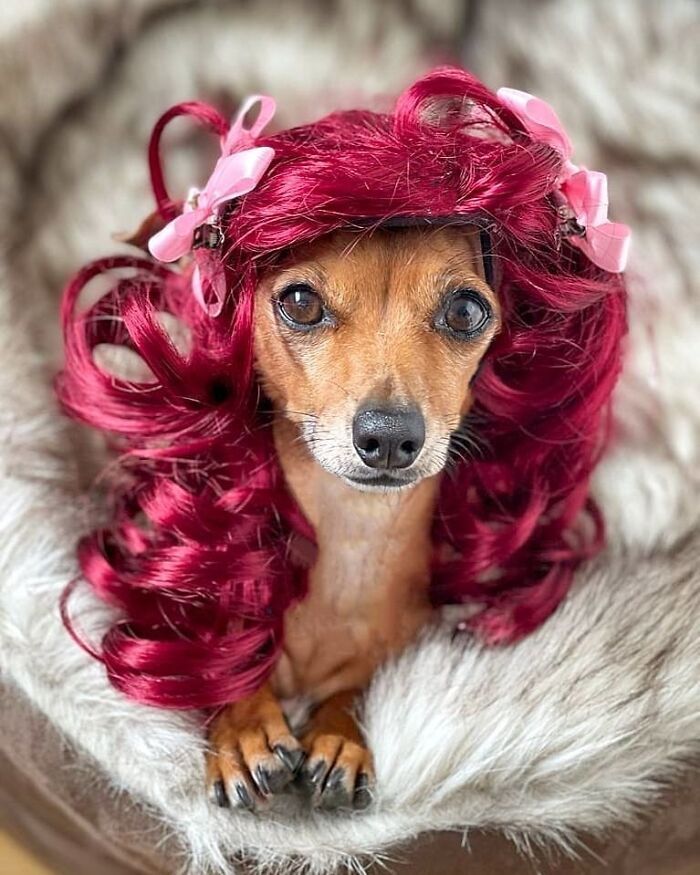 38 pessoas estão compartilhando fotos de seus cães usando perucas 31