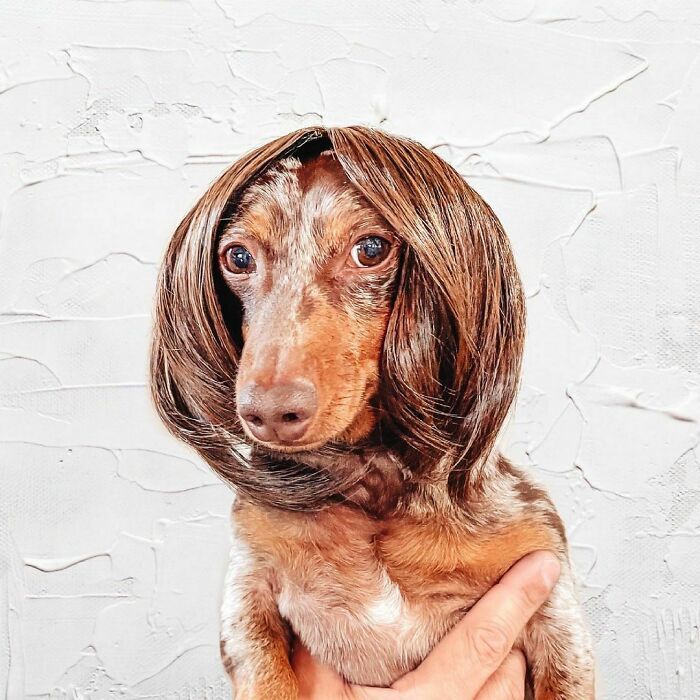 38 pessoas estão compartilhando fotos de seus cães usando perucas 36