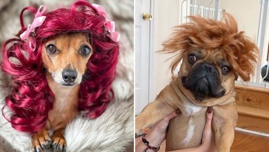 38 pessoas estão compartilhando fotos de seus cães usando perucas 53