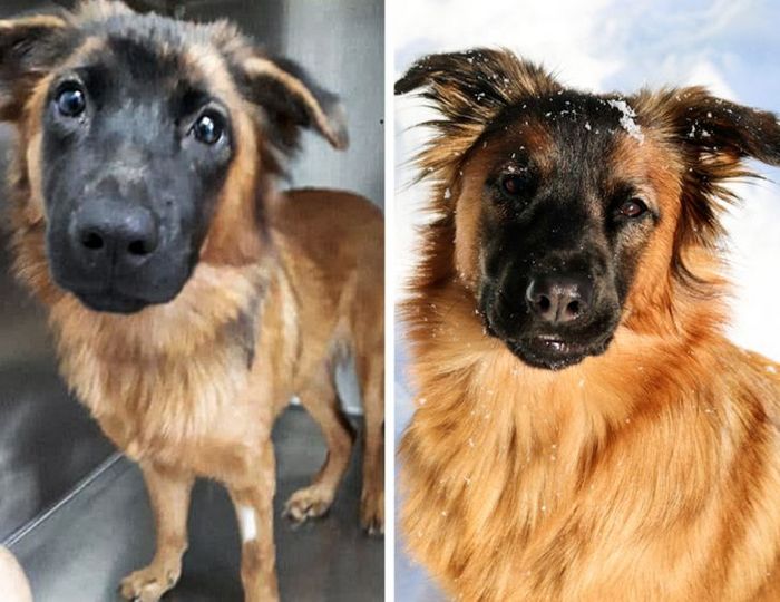 15 antes e depois de animais de estimação que foram resgatados 2